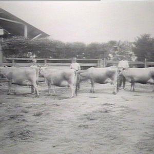 Four high producing cows: dairy section, Hawkesbury Ag....