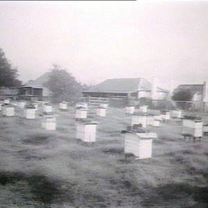 Bee farm at Mulgoa near Penrith