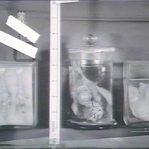 Diseased chicken feet & chicken specimens in jar
