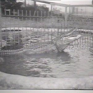 Taronga Park Zoo. Alligator in water
