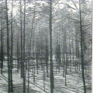Cypress pine increment plot No 24: unthinned: Merriwind...