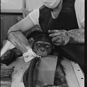 Operation [at] university - chimpanzee, 5 March 1968 / ...