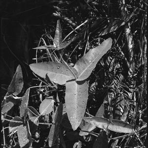 File 20: Gum leaves with dew drops, [ca 1940-ca 1950] /...