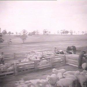 Sheep drafting, Scheyville Farm
