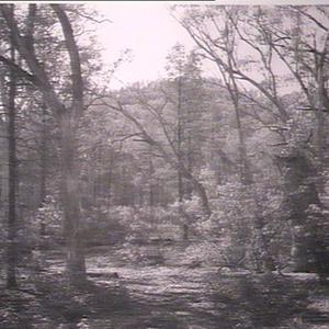 Hill in Geariman Forest looking north from the fire lin...