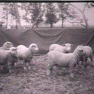 Shropshire Lincoln Merino lambs, 15 weeks, Wagga Exp. F...