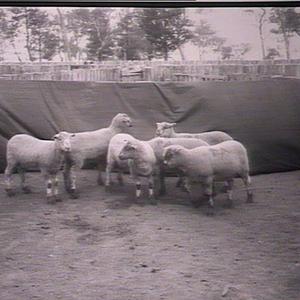 Suffolk-Lincoln Merino Lambs, 16 weeks