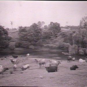 Dairy Herd, Mr Keech's Farm, Wingham
