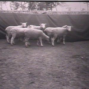 Border Leicester, Lincoln Merino lambs, Wagga Experimen...