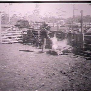 Calf in Bottrell branding frame being branded