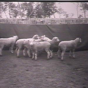 Border Leicester Merino lambs, 14 weeks, Wagga Experime...