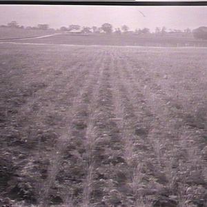 Drills of rape and barley, Bathurst Experimental Farm
