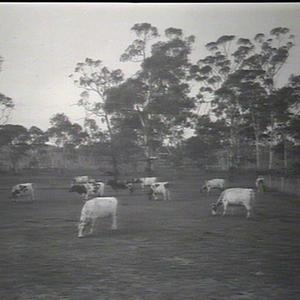 Pure breed Ayrshire cattle, Glen Innes Experimental Far...