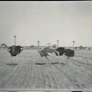 A select few ostriches, Yanco Experimental Farm