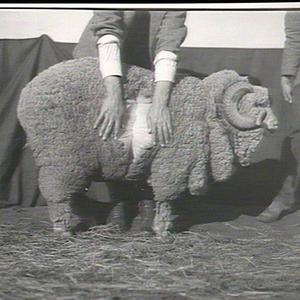 Merino sheep at Yanco