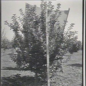 Trevitts seedling apple, planted 1908, Yanco Experiment...