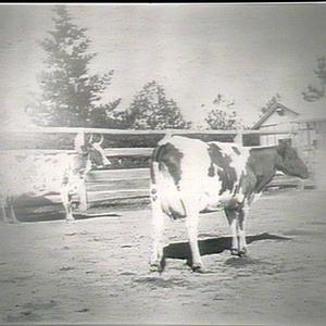 Glen Innes, Farmers Day: type of Ayrshire cow