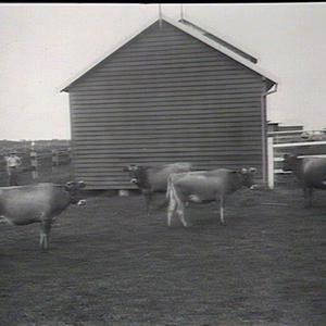 Types of pure bred Jersey cows, Wollongbar Farm