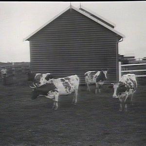 Types of pure bred Ayrshire cows, Wollongbar Farm