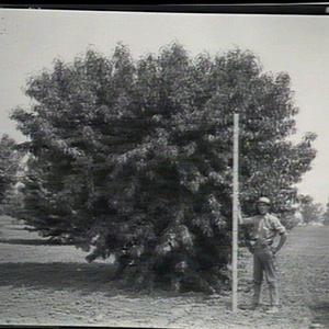 Comet peach, planted 1908, Yanco Experimental Farm