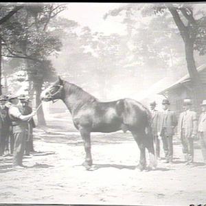 Imported draught stallion "Robin Adair"