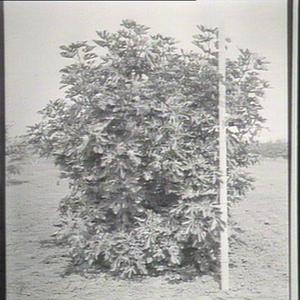 Smyrna fig, planted 1909, Yanco Experimental Farm