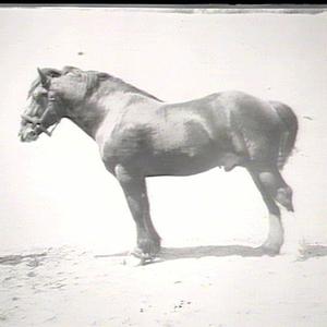 Imported draught stallion "Royal Warden"