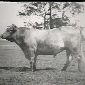 Bull "Newington Prince". Newington Asylum