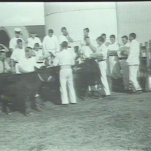 Instructor with students & Kerry cows, Hawkesbury Colle...