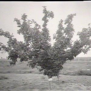 Apple Tree "Granny Smith"
