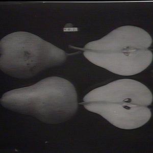Pears: sections
