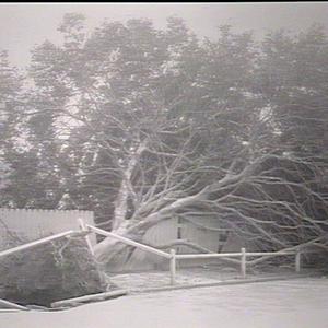 Port Jackson fig tree blown down by storm, Sydney Domai...