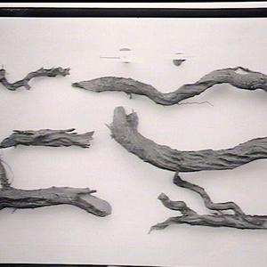 Apple roots