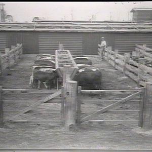 Raymond Terrace - two pens of calves feeding