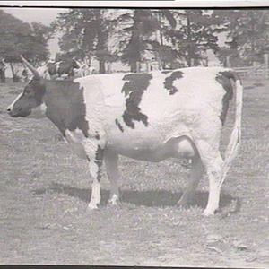 Cattle at Bathurst