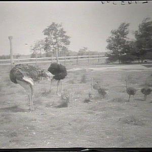 Ostriches at Hawkesbury College