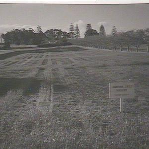 Lismore Experimental Farm, trial plots of cereals