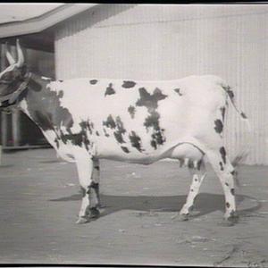 Cows entered Sydney Agricultural Show: Winnie of Grafto...