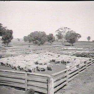 Yard of lambs, soldiers settlement, Carumbi