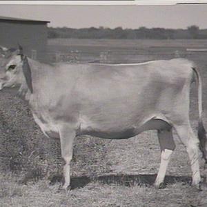 Cattle