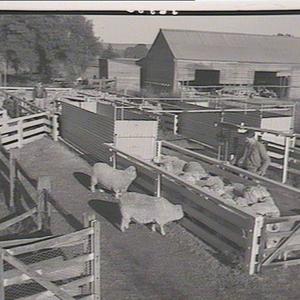 Hawkesbury Agricultural College: view of sheep yards
