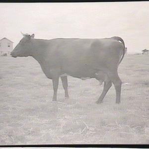 Cattle at Grafton
