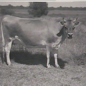 Cattle