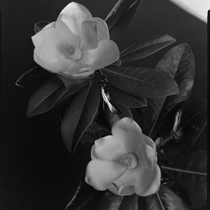 File 14: Magnolia, December 1982 / photographed by Max ...