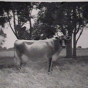Yanco Experimental Farm - cattle