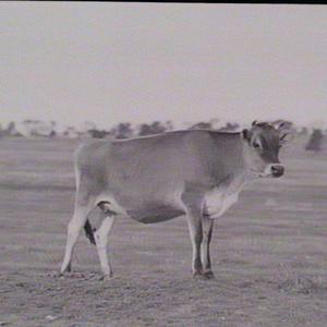 Yanco Experimental Farm: cattle (cows and calves)