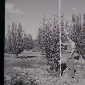 Bathurst Experimental Farm