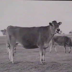 Yanco Experimental Farm: cattle (cows and calves)