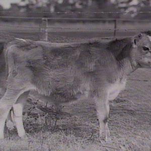 Yanco Experimental Farm: cattle (cows and calves)