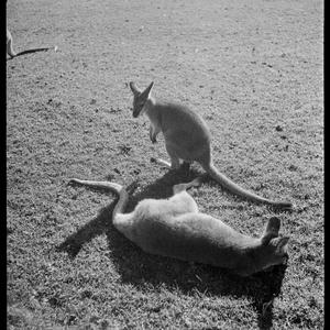 File 18: Wallabies in sunlight, Bankstown, 1942 / photo...